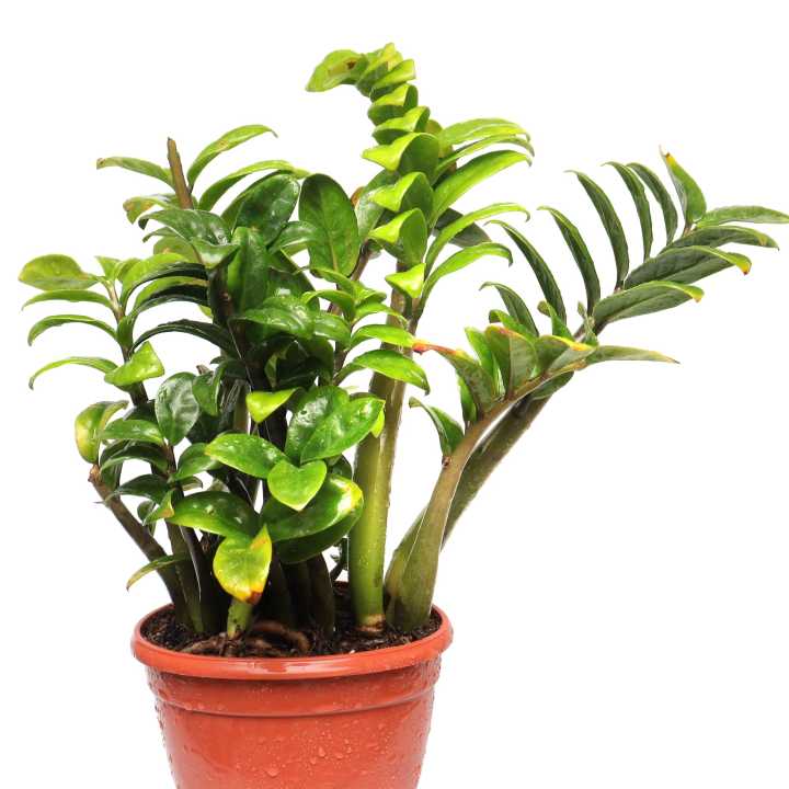 Zz%20Plant%20Indoor%20Plant%20%7C%20For%20Home%20D%C3%A9cor%20%7C%20Decorative%20Plant%20-%20Image%203