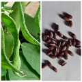 Sem Phali Hybrid Simi Plant Seeds For Garden And Balcony -20 To 30 Seeds In Average(Loose Seeds). 