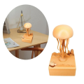 Jellyfish Music Box for Valentine'S Day Gift Christmas for Teen Girls Enchanting Ocean Symphony Wooden Music Box. 