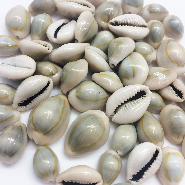 Cowrie Shells For DIY Crafts Jewelry Making. 20 Pieces