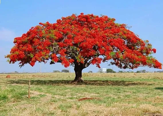 20 Seeds Of Gulmohar | गुलमोहोर (Delonix regia) Royal Poinciana ...