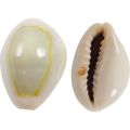 Cowrie Shells For DIY Crafts Jewelry Making. 20 Pieces. 