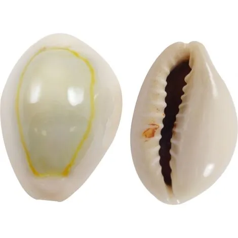 Cowrie%20Shells%20For%20DIY%20Crafts%20Jewelry%20Making.%2020%20Pieces%20-%20Image%203
