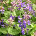 Lemon Balm Seeds for Planting (20+ Seeds) - Non-GMO Lemon Balm Herb Seeds - Loose Pack. 