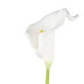 Calla Lily 20 head Latex Real Touch KC51 White. 