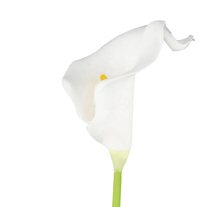 Calla%20Lily%2020%20head%20Latex%20Real%20Touch%20KC51%20White%20-%20Image%203