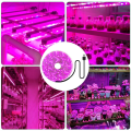 fasdaga 5X LED Grow Light Full Spectrum 5V USB Grow Light Strip 2835 LED Phyto Lamps 100cm. 