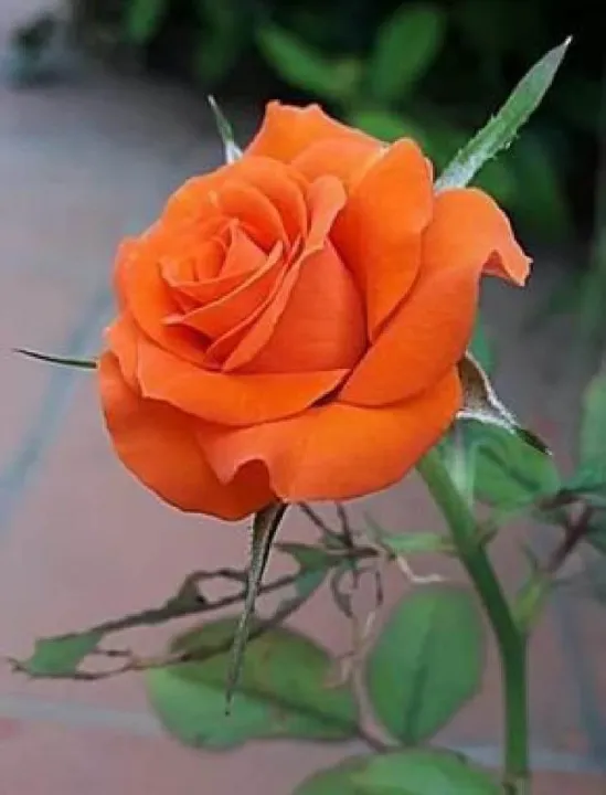 Different%20Color%20Rose%20Seeds%20-%201%20Packet%20Of%20Rose%20Flower%20Seeds%20With%205%20Seeds%20For%20Each%20Seeds%20-%20Image%202