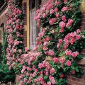 100 Pcs Climbing Miniature Rose Seeds - Best For Your Garden. 