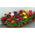 Ranunculus Asiaticus Mache Mix,10 Seeds, Persian Buttercups,. 