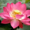 5 Pcs Lotus Seeds Aquatic Plants. 