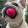 4Pcs/Set Dog Toy Q-MONSTER Thick Walled Natural Rubber Squeak Chew Dogs Tennis Interactive Bouncy Balls for Training. 