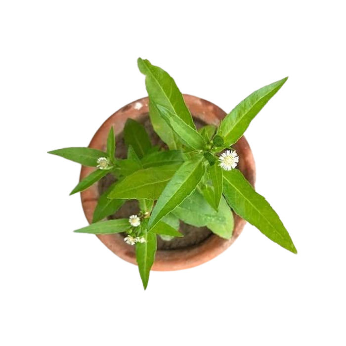 Bhringraj%20Powder%20-%20For%20Long,%20Strong%20Thick%20&%20Smooth%20Hair,%20Eclipta%20Prostrata%20For%20Hair%20oil%20pack,%20Oil%20%20&%20Oral%20Consumption,%20Skin%20&%20Hair,%20False%20Daisy%20100gm%20-%20Image%205