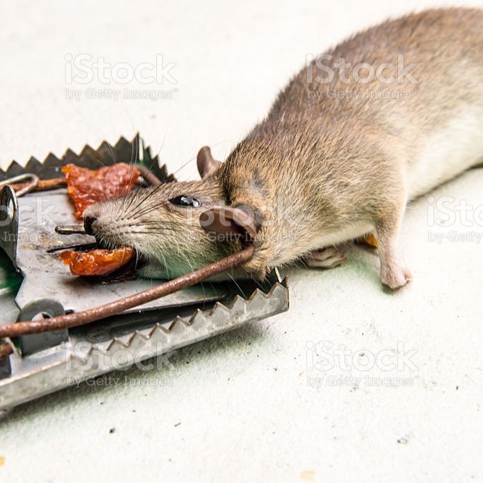 Rat%20Trap%20Catching%20Heavy%20Duty%20Snap%20Mouse%20E%20Trap-Easy%20Set/Bait/Pest%20Catcher%20-%20Image%204