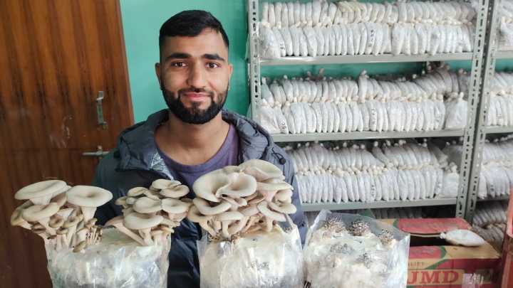 Oyster%20mushroom%20seeds%205%20kg%20-%20Image%204