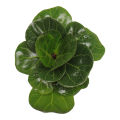 Fiddle Leaf Fig Indoor Plant | For Home Décor | Decorative Plant. 