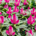 Cockscomb/Murga Kalgi/Snaeel/Celosia Red Flower Plant 20 Seeds For Garden And Balcony. 