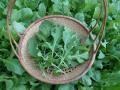 20+ Loose Packed Seeds /Arugula/Rucola Leaves Herb Herb Seeds Kitchen Garden Packet. 