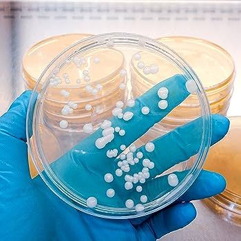 10%20PCS%20Borosilicate%20Petri%20Dishes%20With%20Lid%20And%2010%20Pcs%20Transfer%20Pippet,%2080mm%20x%2015mm%20Sterile%20Petri%20Dishes%20For%20Bioresearch%20Science%20Art%20Projects%20-%20Image%205