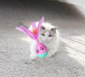 Cat Toy | Interactive Rolly-Polly Tumble with Feather & Treat Dispenser Toy | Kitten Toys (Color May Vary). 