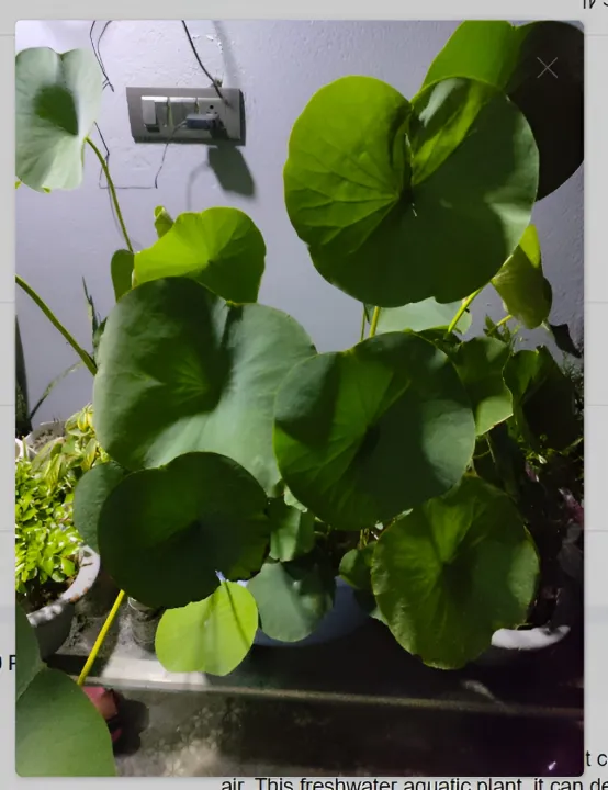 Bonsai%20Lotus%20Flower%20Seeds%20for%20Planting%2020+%20Plant%20Seeds%20(4%20Types)%20-%20Image%202