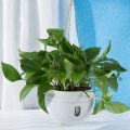 OYPFXMI 4Pcs Plastic Hanging Planter Self Watering Basket with Hooks, Hanging Flower Pot with Detachable Base White. 