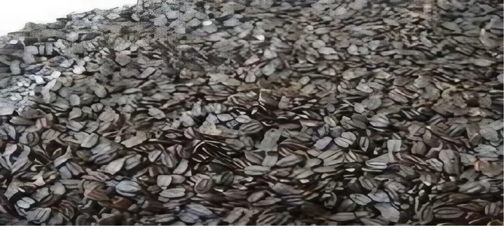 Ban%20Silam%20(%20Himalayan%20Mint%20)%20Seeds%20500%20gm%20-%20Image%205