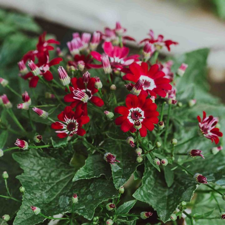 20%20Plus%20Seeds%20Of%20Mix%20Cinenaria%20-%20Flower%20Seeds%20For%20Planting%20(Loose%20Packet)%20-%20Image%202