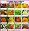 Grow Your Own Garden With Exciting Loose Seeds Of 16 Different Summer Season Flower - 5 Loose Seeds Each. 