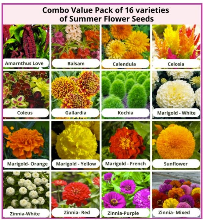 Grow%20Your%20Own%20Garden%20With%20Exciting%20Loose%20Seeds%20Of%2016%20Different%20Summer%20Season%20Flower%20-%205%20Loose%20Seeds%20Each%20-%20Image%202