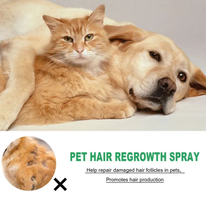 ZEBF-Pet%20Hair%20Enhancer,%20Cat%20and%20Dog%20Hair%20Conditioning%20Repair%20Damaged%20Hair%20Follicle%20Hair%20Loss%20Hair%20Care%20Spray%20-%20Image%202