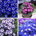 20 Plus Seeds Of Mix Cinenaria - Flower Seeds For Planting (Loose Packet). 