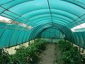Agriculture Shade Net / Compounding Net Jaali In Construction / Green Plastic Fencing Net 2 * 50 Meter. 