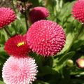 20+ Loose Packed Seed Of Daisy-Monstrosa Double Mix Flower, Excellent Quality Seed Can Grow All Over Nepal. 
