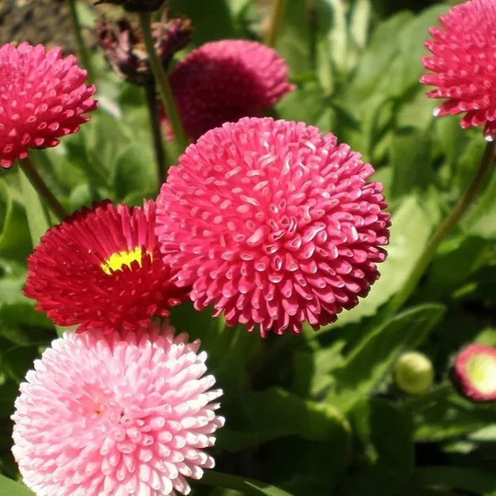 20+%20Loose%20Packed%20Seed%20Of%20Daisy-Monstrosa%20Double%20Mix%20Flower,%20Excellent%20Quality%20Seed%20Can%20Grow%20All%20Over%20Nepal%20-%20Image%203