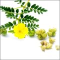 Gokharu Powder - Tribulus Terrestris Treat UTI, Kidney Infection - Boost Libido And Testosterone - Gokshura 100gm. 
