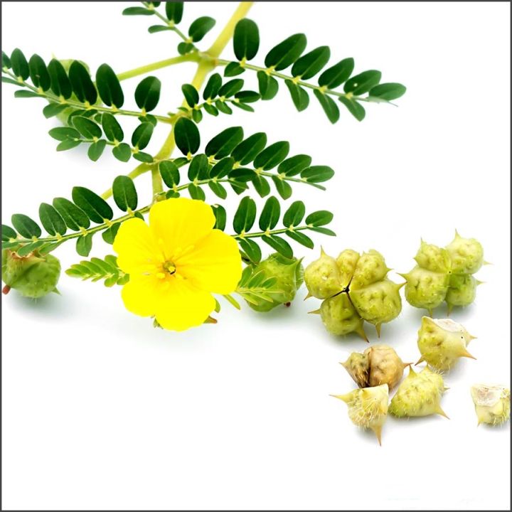 Gokhru%20Powder%20-%20Tribulus%20Terrestris%20For%20Kidney%20Health%20And%20Urinary%20Tract%20Infections%20-%20Goksura%20for%20Wellness%20and%20Vitality%20-%20Gokharu%20Kada%20100gm%20Powder%20-%20Image%204