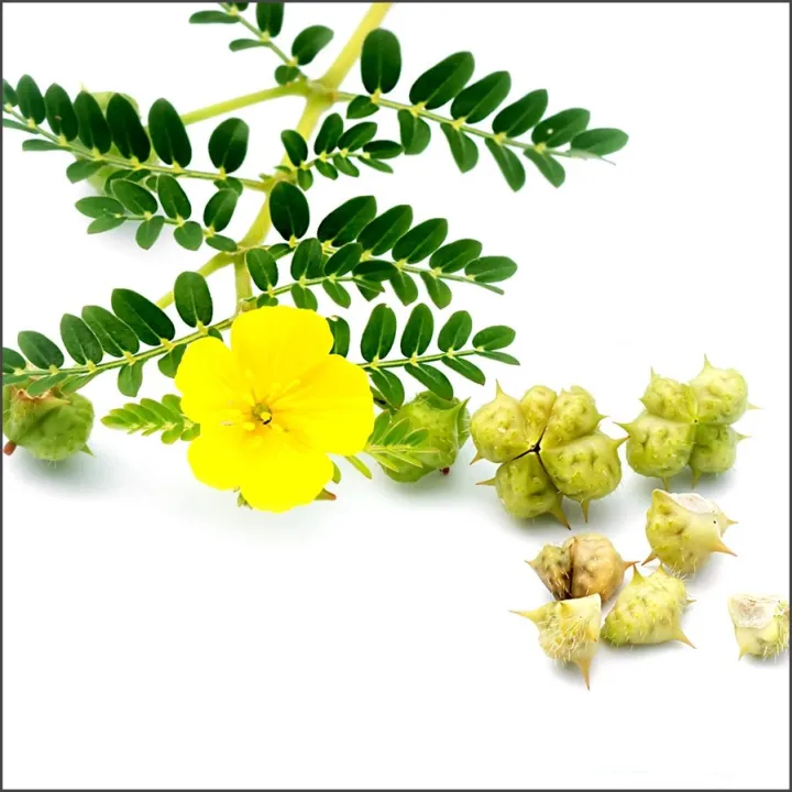 Gokhru%20Powder%20-%20Tribulus%20Terrestris%20For%20Kidney%20Health%20And%20Urinary%20Tract%20Infections%20-%20Goksura%20for%20Wellness%20and%20Vitality%20-%20Gokharu%20Kada%20100gm%20Powder%20-%20Image%204