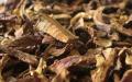 Dried Reishi Mushroom,100g. 