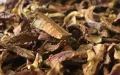 Dried Reishi Mushroom,100g. 