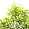 Golden Dhupi Plant. 