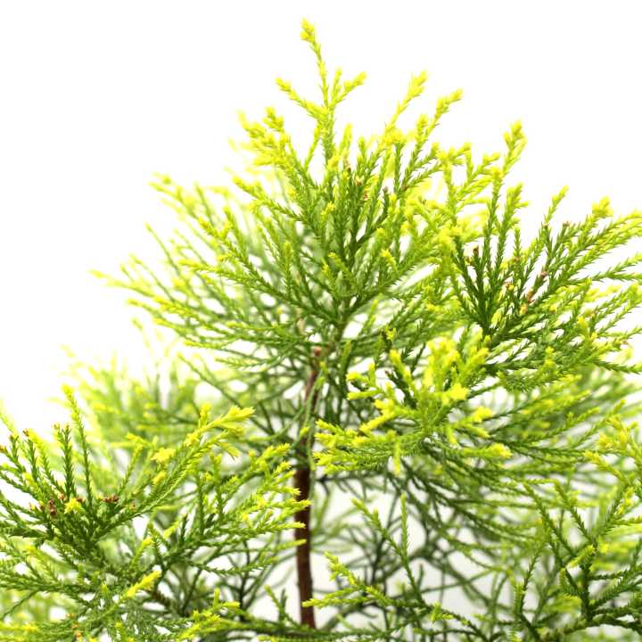Golden%20Dhupi%20Plant%20-%20Image%203