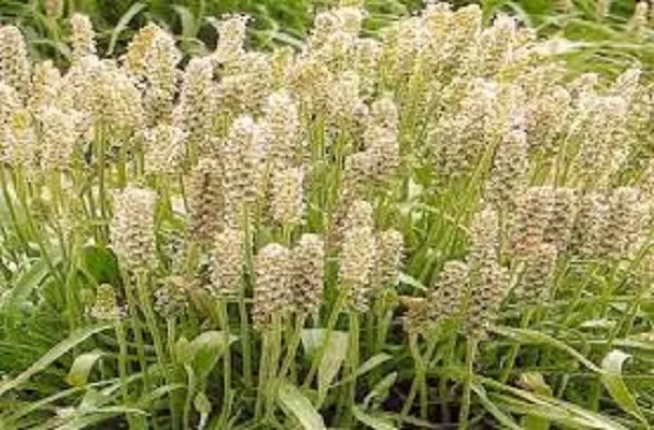 Isabgol%20(Psyllium)%20husk%20and%20the%20correct%20ways%20to%20use%20it%2050gm/25gm/100gm%20-%20Image%203