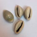Cowrie Shells For DIY Crafts Jewelry Making. 20 Pieces. 