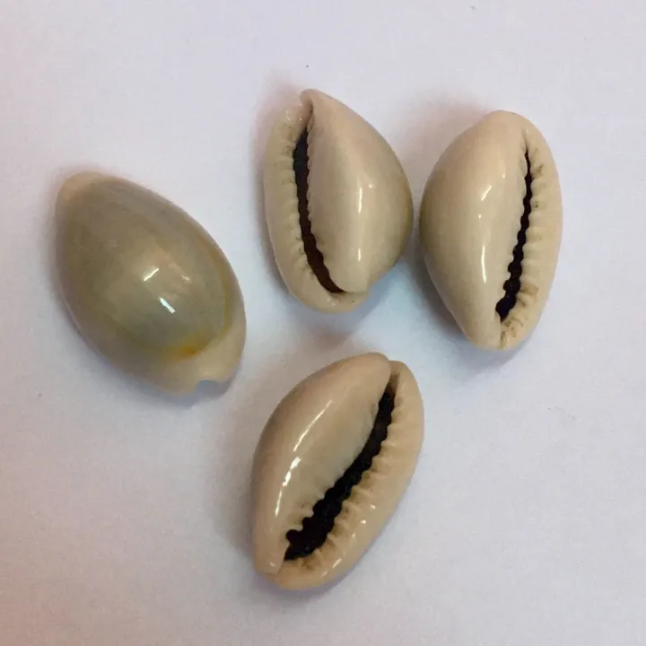 Cowrie%20Shells%20For%20DIY%20Crafts%20Jewelry%20Making.%2020%20Pieces%20-%20Image%205