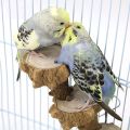 NAMUNY Bird Platform Perch Playground for Parakeet, Cage Natural Wood Play Stand Parrot Flat Perches for Medium Birds. 
