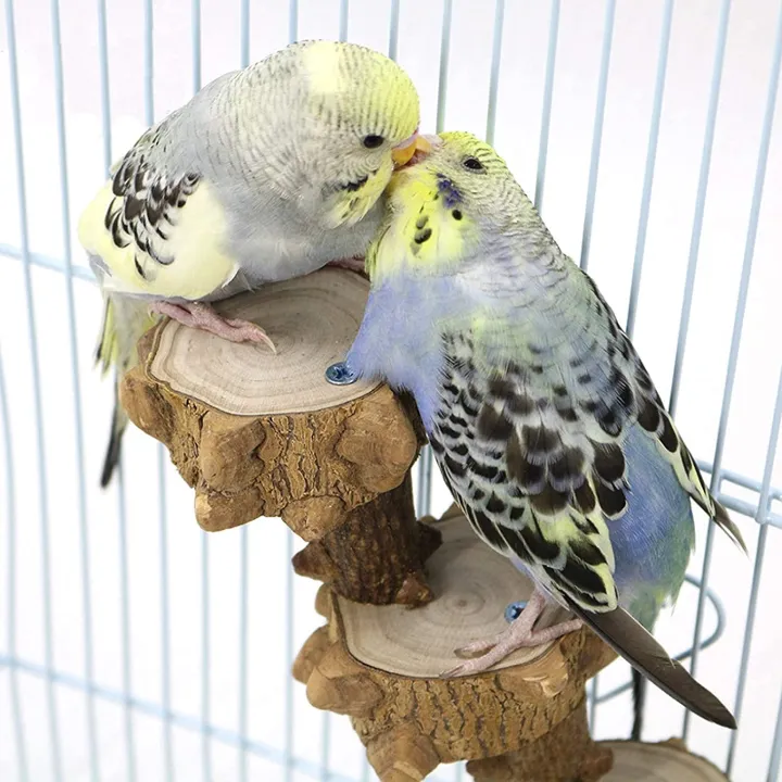 NAMUNY%20Bird%20Platform%20Perch%20Playground%20for%20Parakeet,%20Cage%20Natural%20Wood%20Play%20Stand%20Parrot%20Flat%20Perches%20for%20Medium%20Birds%20-%20Image%206