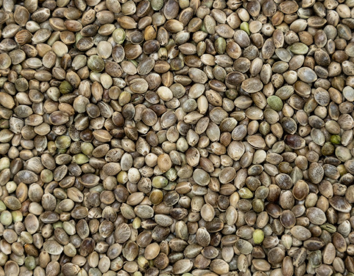 ShopWholly%20Premium%20Hemp%20Seeds%20(Chutney%20Dana)%20%E2%80%93%20100%25%20Natural%20Plant-Based%20Superfood%20for%20Protein,%20Omega-3,%20Energy%20&%20Wellness%20%E2%80%93%20100g%20/%20200g%20/%20500g%20/%201kg%20-%20Image%202