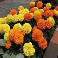 20 Plus Seeds Marigold Orange Flower Seeds (Tagetes Erecta Tall Sierra) Loose pack. 