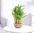 Lucky Bamboo Bunch – Original Plant for indoor – Imported plant. 